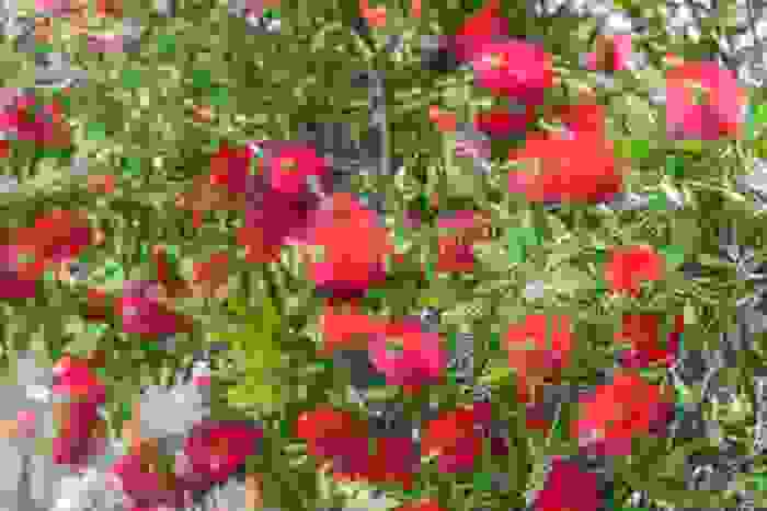 callistemon citrinus