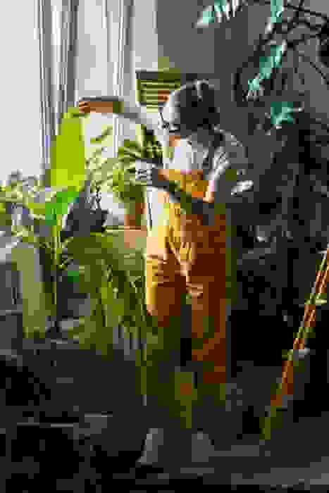 pianta di banano