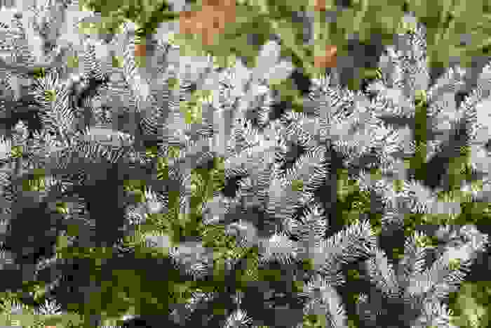 abete bianco