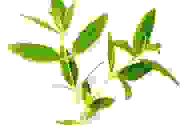Erba Luigia, erba aromatica dal gradevole odore di limone