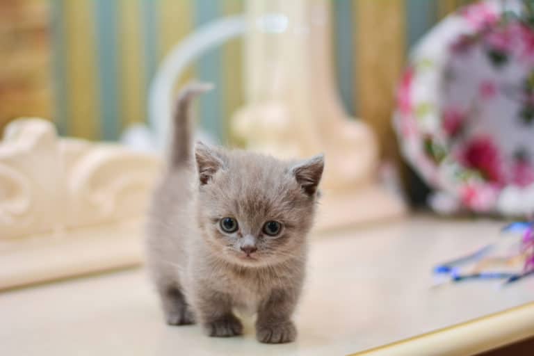 Chat Munchkin. Caractéristiques et conseils sur le chat à pattes courtes Conseils BeautéSanté