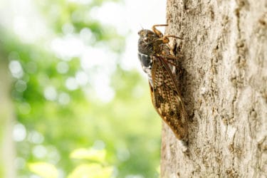 Cicala: quello che c’è da sapere su questo insetto estivo