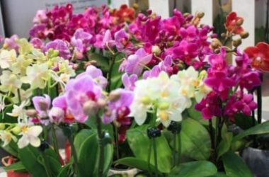 Phalaenopsis: una pianta facile da coltivare e apprezzata per i suoi bellissimi fiori