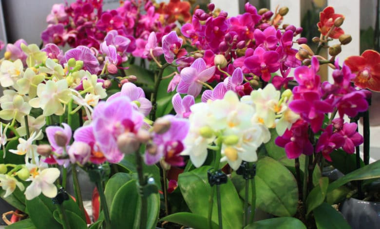 Phalaenopsis