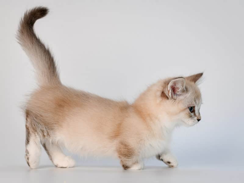 Chat Munchkin. Caractéristiques et conseils sur le chat à pattes courtes Conseils BeautéSanté