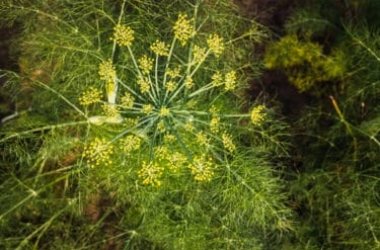 Finocchio selvatico: i segreti di questa pianta spontanea aromatica utilizzabile in cucina e come erba officinale