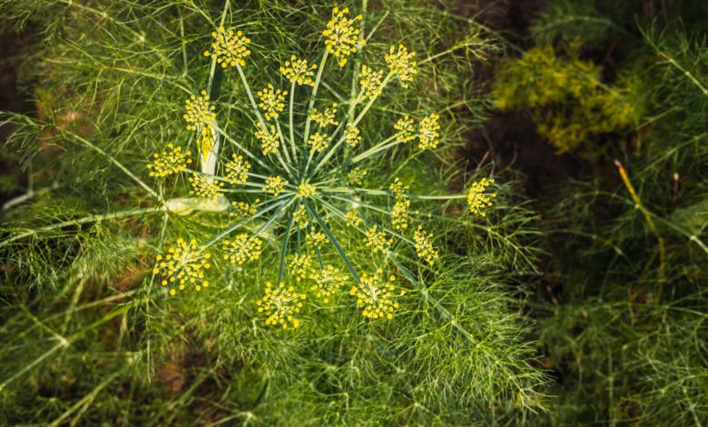 finocchietto o finocchio selvatico