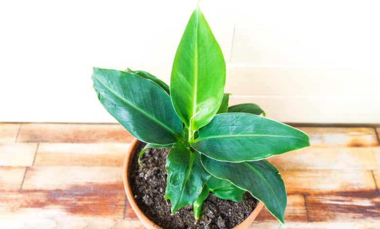 pianta di banano coltivata in casa