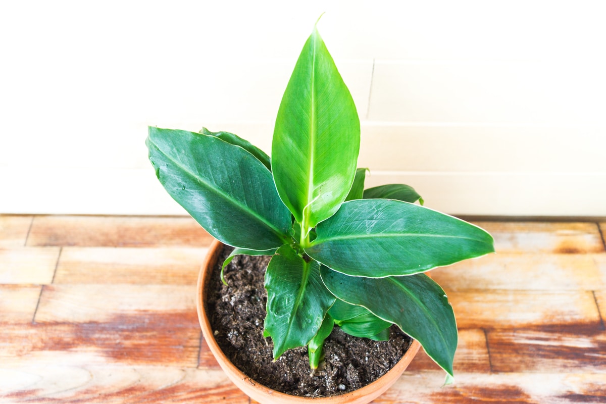 Banano: una pianta tropicale che si può coltivare anche in casa