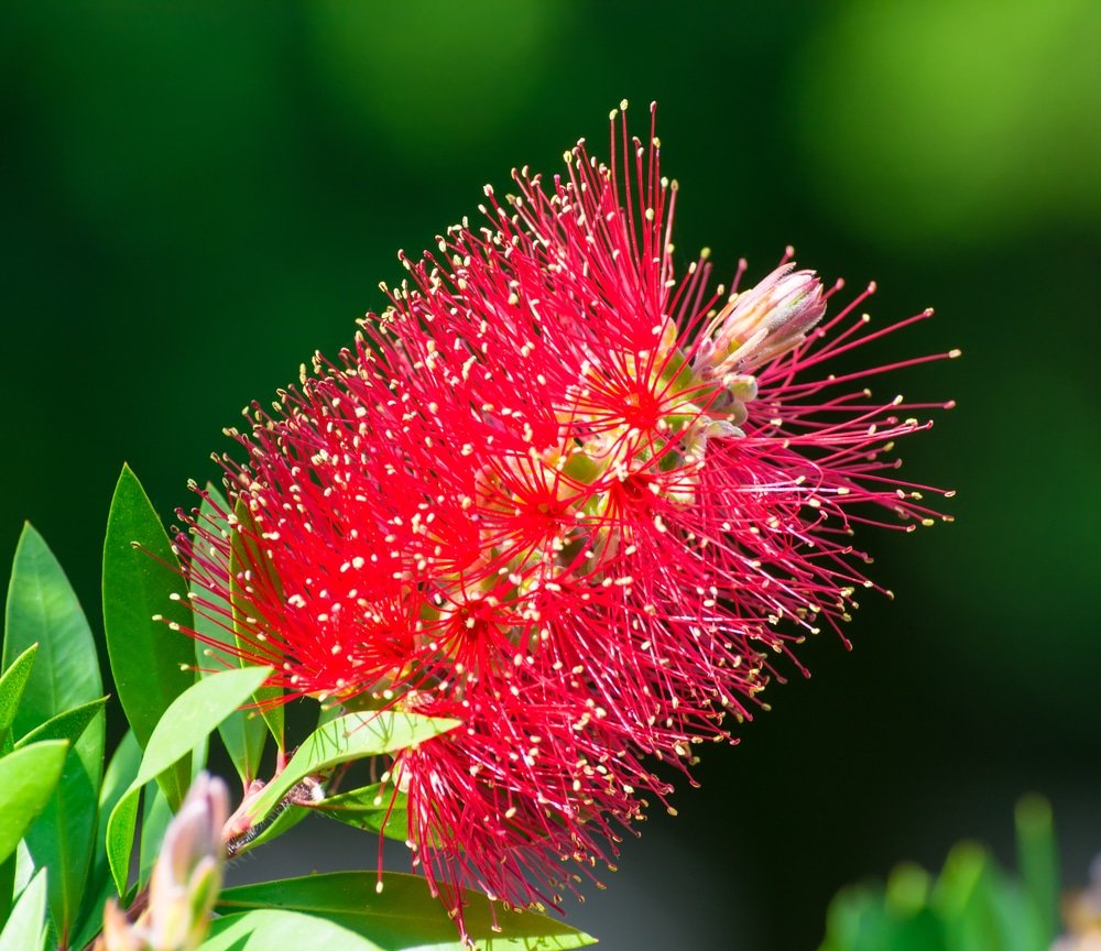 Callistemon Laevis In Vaso 14 Cm, Pianta Vera Sempreverde Dai Fiori Rossi E Profumo Di Citronella, Per Esterno