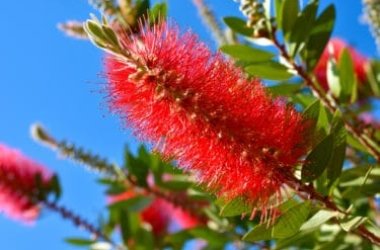 Callistemon: caratteristiche, coltivazione e cose da sapere