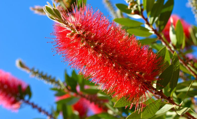 callistemon