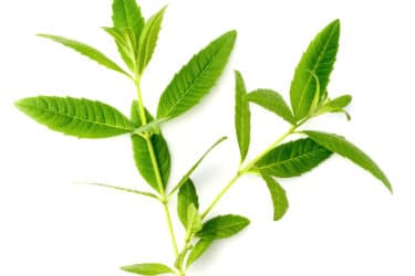 Tutto sull”Erba Luigia o Cedrina, un’erba aromatica dal gradevole odore di limone