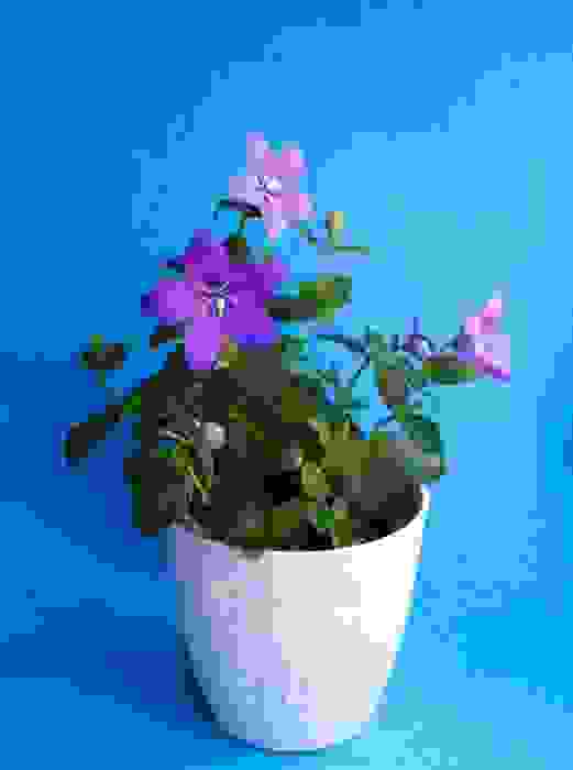 Platycodon