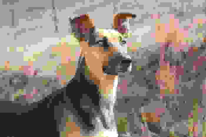 Cane Africanis