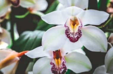 Tutto sul Cymbidium, l’orchidea facile da coltivare
