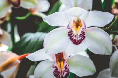 Tutto sul Cymbidium, l’orchidea facile da coltivare