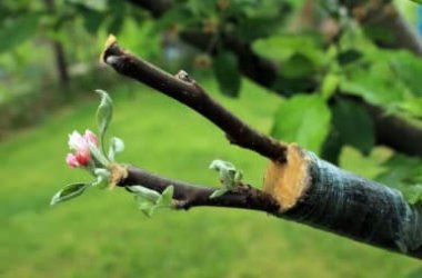 Innesto, una pratica da eseguire con attenzione e buona manualità