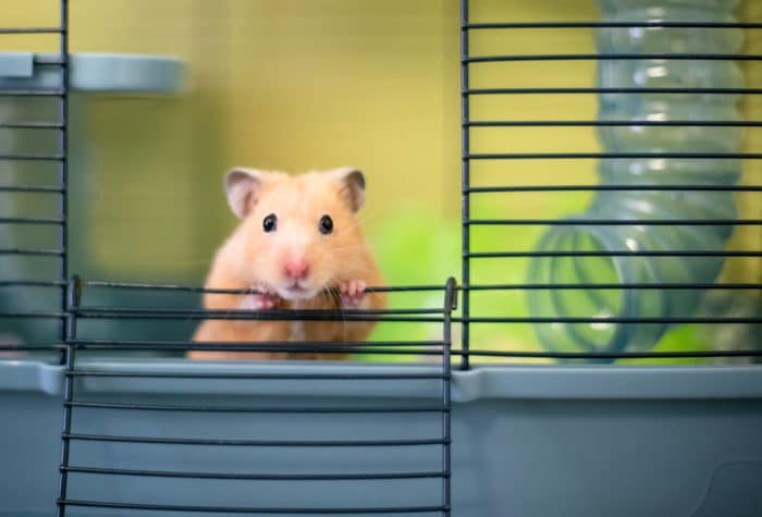 hamster doré
