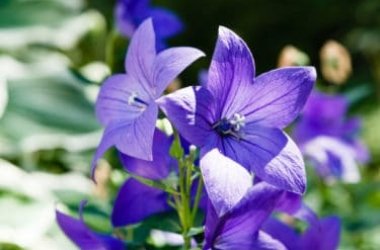 À la découverte de Platycodon, la plante aux splendides fleurs bleues, en étoile ou en cloche