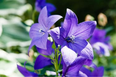 Alla scoperta del Platycodon, la pianta dagli splendidi fiori blu, a stella o a campanula