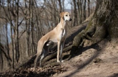 Levriero arabo, conosciuto anche come sloughi, è un cane nordafricano snello ed intelligente