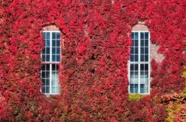 Tutto sulla vite americana, la pianta che in autunno si tinge di rosso