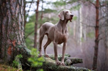 Weimaraner o Bracco di Weimar, uno dei cani più amati, non solo per la sua bellezza elegante