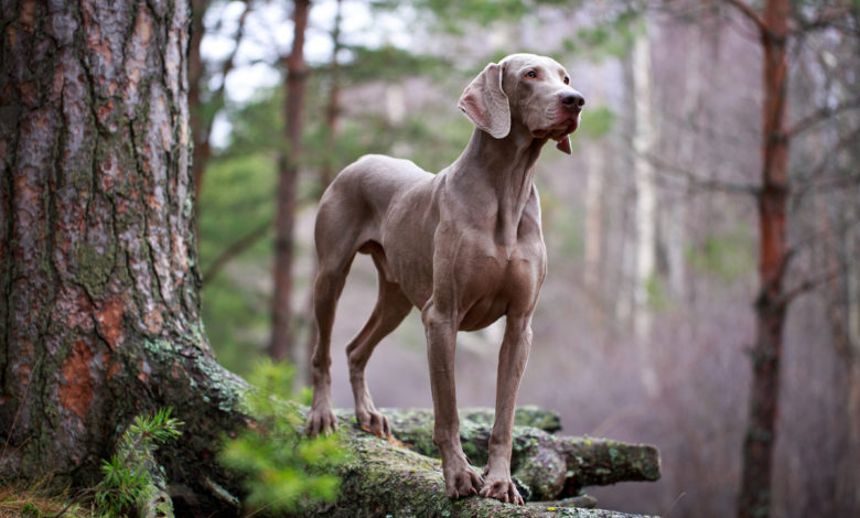 Weimaraner