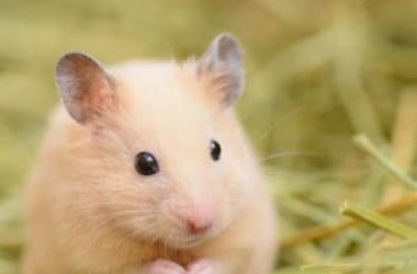 Le hamster doré: un animal de compagnie pour mieux se connaître