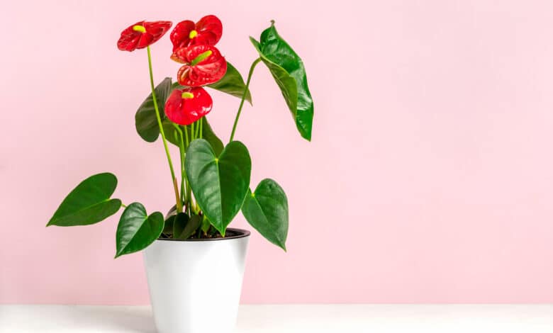Anthurium