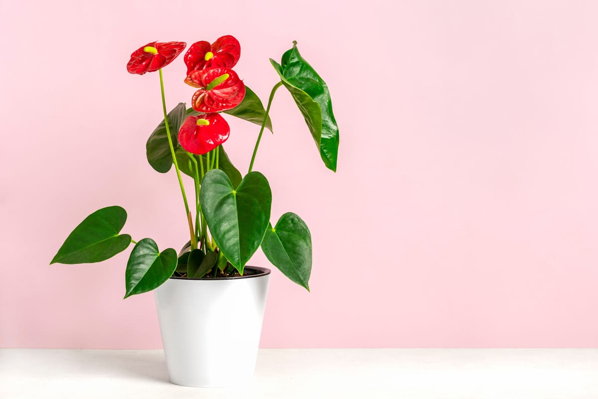 Anthurium: caratteristiche, cura e coltivazione di questa pianta d'interno