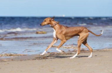 Tutto sull’Azawakh, un cane di origine africana, parente del levriero arabo