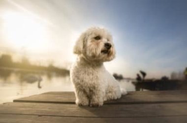 Tutto sul Coton de Tulear, un piccolo cane tenero e affettuoso