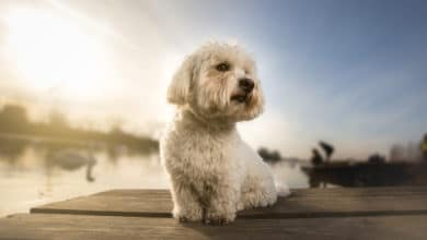 Coton de Tulear