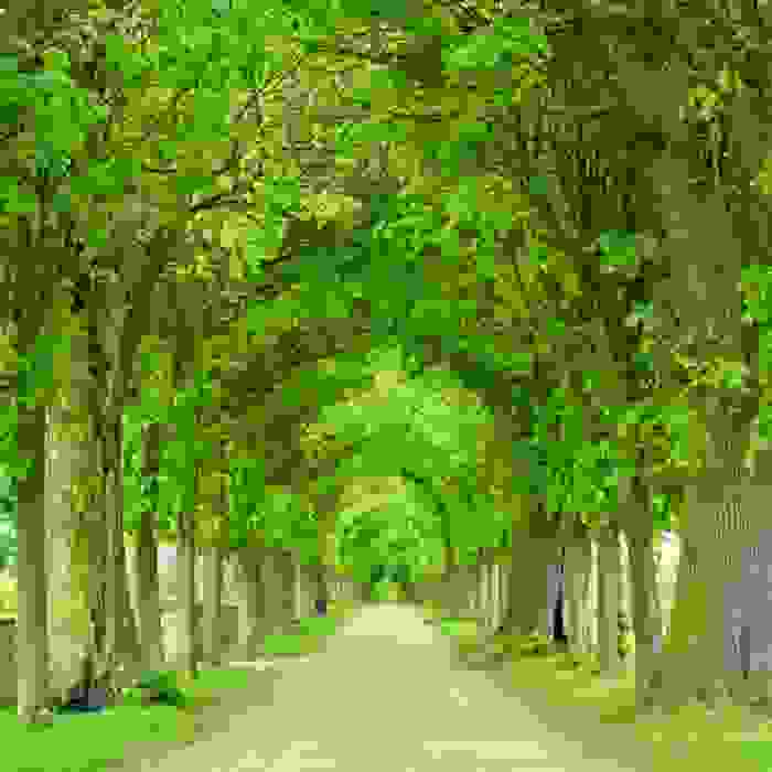 alburno