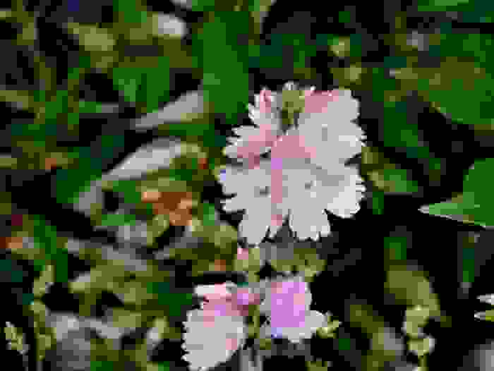 abelia floribunda