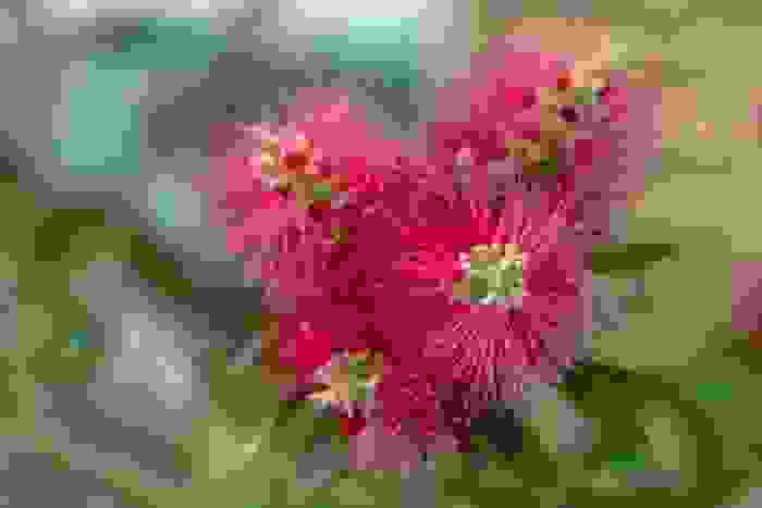 albizia