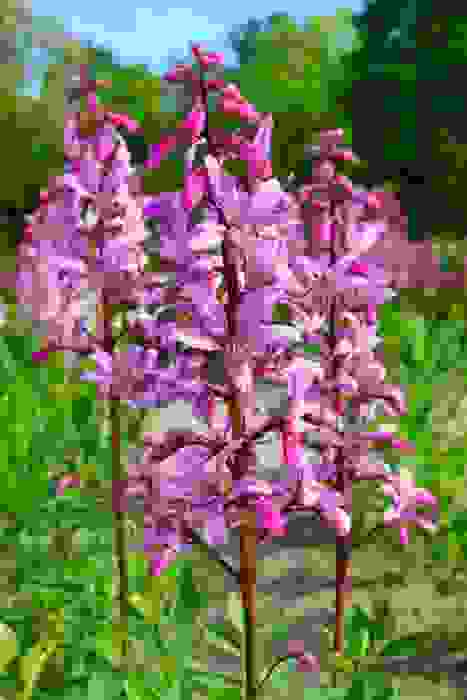 dittamo