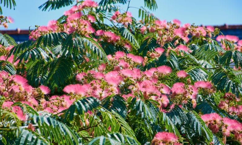 albizia
