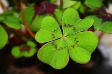 Quadrifoglio e Oxalis tetraphylla: come riconoscerli e che differenze esistono
