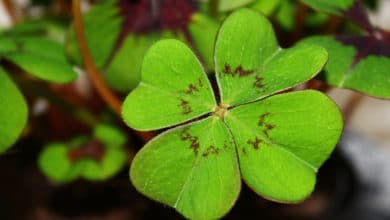 quadrifoglio o Oxalis tetraphylla