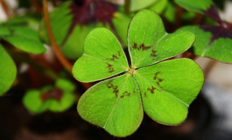 quadrifoglio o Oxalis tetraphylla