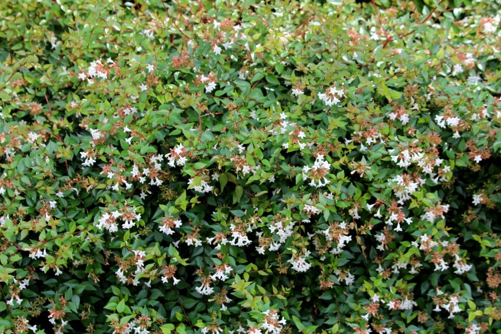 Abelia varietà e consigli per la coltivazione e la cura