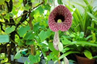 Tutto sull’Aristolochia, una pianta coi fiori che intrappolano gli insetti
