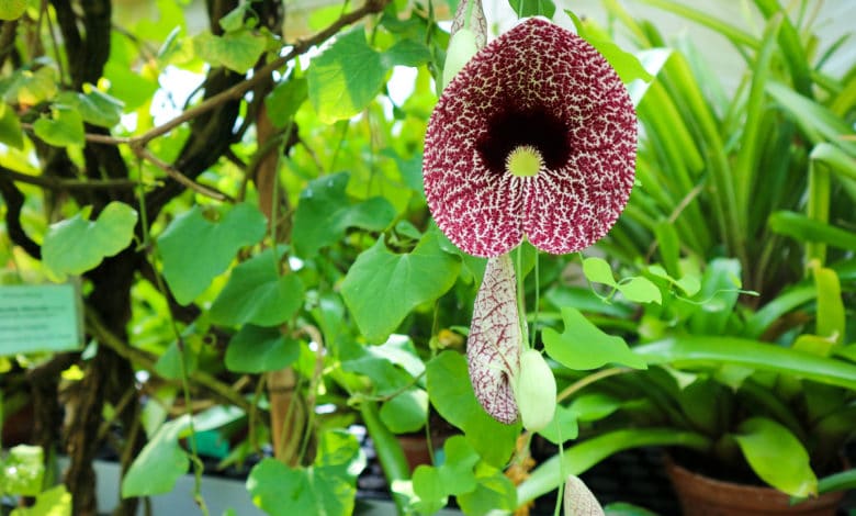 aristolochia