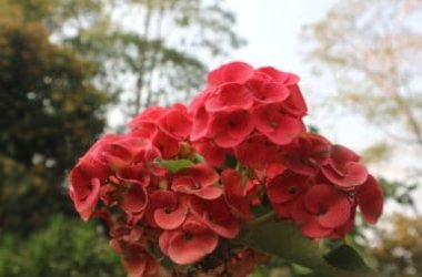 Le diverse varietà di euphorbia, dalle più decorative a quelle più facili da coltivare