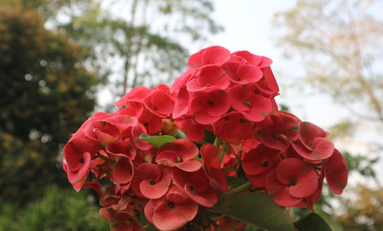 varietà di euphorbia