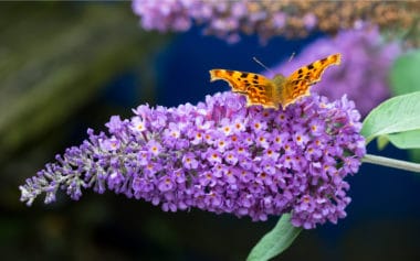 Buddleia, tutto sull’albero delle farfalle riconoscibile per i suoi meravigliosi fiori colorati