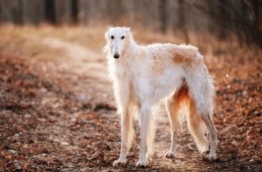 I vari tipi di levriero, il cane dal portamento fiero e regale che ama correre